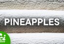 Seaweed, Pineapple, and Other Things You’ll Soon Be Wearing