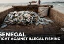 Senegal battles illegal fishing to save endangered marine life