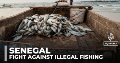 Senegal battles illegal fishing to save endangered marine life