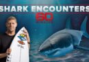 Shark encounters: Terrifying and awe-inspiring moments with ocean predators | 60 Minutes Anthology