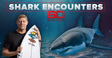 Shark encounters: Terrifying and awe-inspiring moments with ocean predators | 60 Minutes Anthology