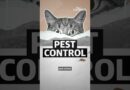 Should cats be banned for biodiversity?