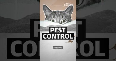 Should cats be banned for biodiversity?