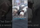 Spain’s bull run festival goes political | DW News