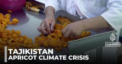 Tajik apricot farmers sound the alarm: Climate change threatens age-old way of life