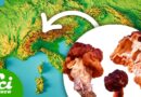 The Mushroom That Caused a Terrifying ALS Outbreak