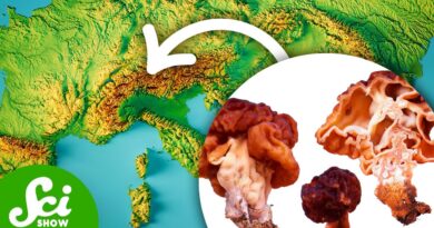 The Mushroom That Caused a Terrifying ALS Outbreak