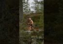 This is death diving