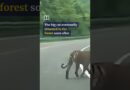Tiger walks on highway in China, shocking motorists #shorts