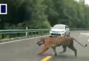 Tiger walks on highway in China, shocking motorists