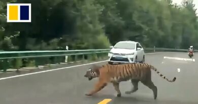 Tiger walks on highway in China, shocking motorists