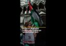 UK court: Palestine Action may challenge ‘antiterrorism’ ban | AJ #shorts