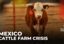 US ban on Mexican livestock imports devastates cattle farmers