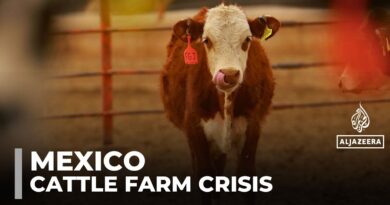 US ban on Mexican livestock imports devastates cattle farmers