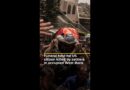 US citizen killed by Israeli settlers laid to rest as family demands probe | AJ#shorts