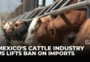 US reopens southern ports to Mexican cattle after screw-worm outbreak halted trade