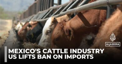 US reopens southern ports to Mexican cattle after screw-worm outbreak halted trade