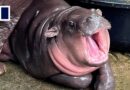WATCH LIVE: Baby hippo Moo Deng’s first birthday