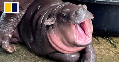 WATCH LIVE: Baby hippo Moo Deng’s first birthday