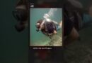 What would happen if coral reefs disappeared? #TheTake #Shorts #Podcast