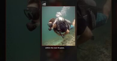 What would happen if coral reefs disappeared? #TheTake #Shorts #Podcast