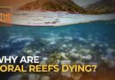 What would happen if coral reefs disappeared? | The Take