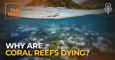 What would happen if coral reefs disappeared? | The Take