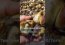 Why decapitate billions of tulips? | DW News