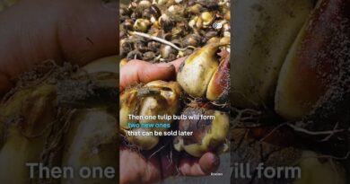 Why decapitate billions of tulips? | DW News