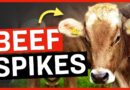 Why Is Beef So Expensive Now? (Hint: it’s a Global monopoly)