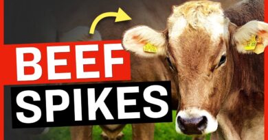 Why Is Beef So Expensive Now? (Hint: it’s a Global monopoly)