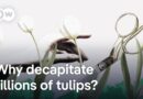 Why the heads of billions of tulips get chopped off each year | DW News