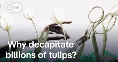 Why the heads of billions of tulips get chopped off each year | DW News