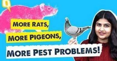 Why You’re Likely to See More Pigeons and Rats in Your City | The Quint