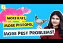Why You’re Likely to See More Pigeons and Rats in Your City | The Quint