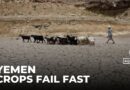 Yemen drought: 85% of agricultural land not cultivated this year