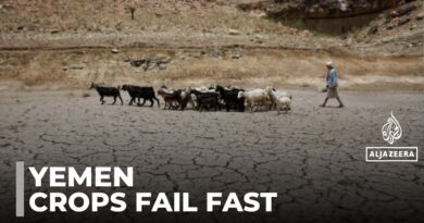 Yemen drought: 85% of agricultural land not cultivated this year