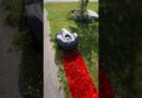 Your Lawn is Cooked…