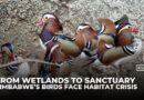 Zimbabwe’s birds face habitat crisis as wetlands turn to urban sprawl