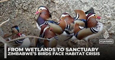 Zimbabwe’s birds face habitat crisis as wetlands turn to urban sprawl