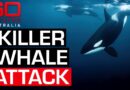 Astonishing footage of SeaWorld trainer surviving killer whale attack | 60 Minutes Australia