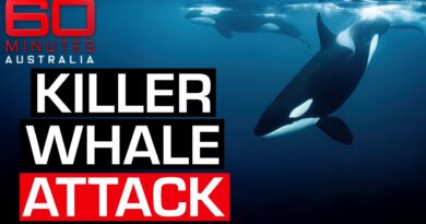 Astonishing footage of SeaWorld trainer surviving killer whale attack | 60 Minutes Australia
