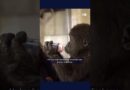 Baby gorilla rescued at Istanbul airport to be returned to Nigeria | DW News