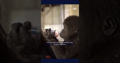 Baby gorilla rescued at Istanbul airport to be returned to Nigeria | DW News