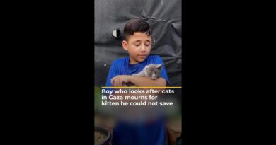 Boy who looks after cats in Gaza mourns for kitten he could not save | AJ #shorts