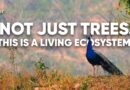 Can Urban Forests Save Delhi’s Future? A Walking Tour of Yamuna Biodiversity Park | The Quint