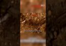 Cattle farmers convicted of murder | 60 Minutes Australia