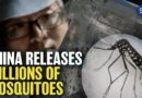 China’s Mosquito Factory Releases Millions of Mosquitoes; Virologist Raises Alarm