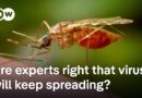 Chinese authorities attempt to limit spread of chikungunya virus | DW News