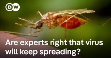 Chinese authorities attempt to limit spread of chikungunya virus | DW News